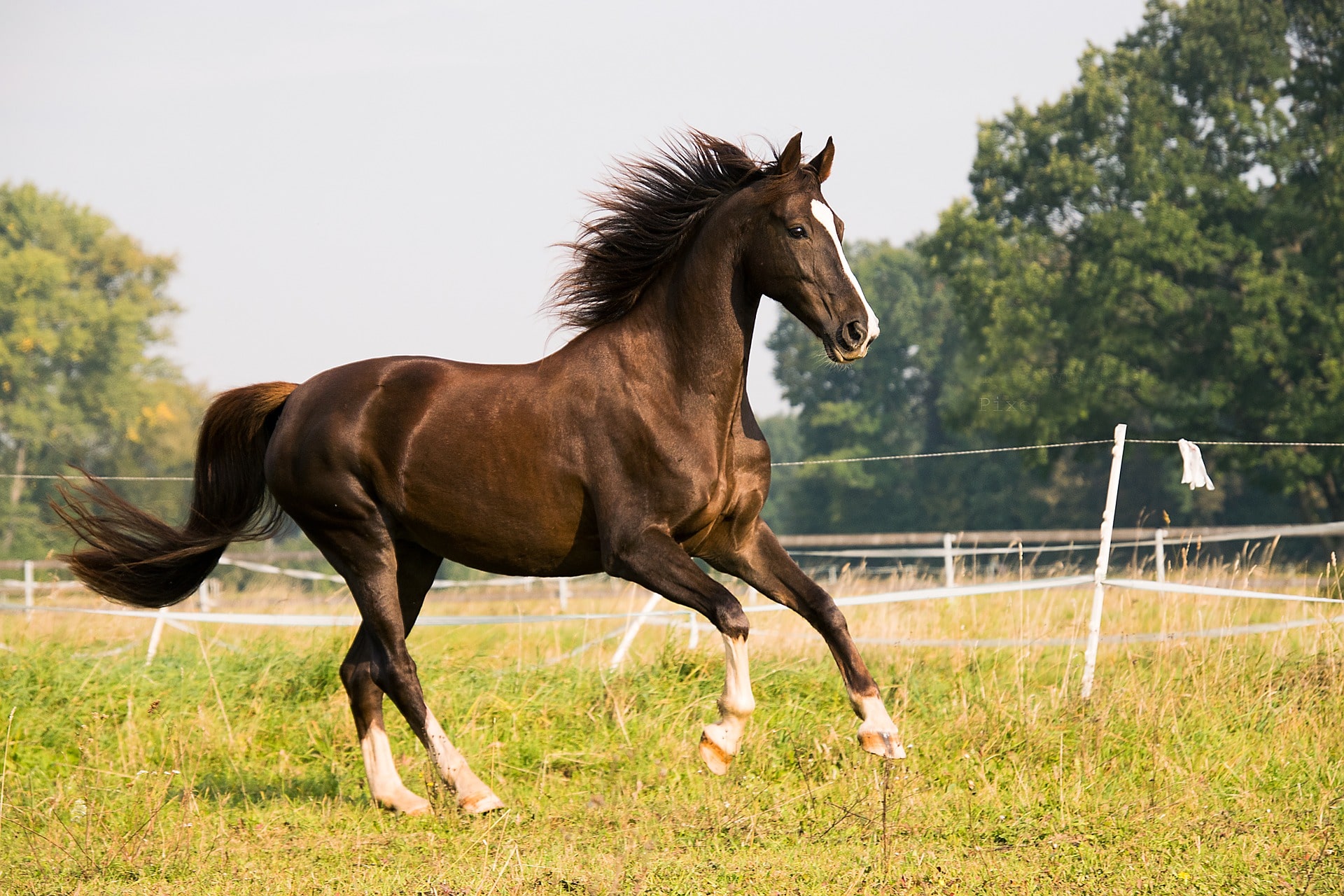 Choose the Horse Medical Insurance Policy